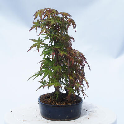 Acer palmatum  - Javor dlanitolistý - lesík - 2
