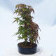 Acer palmatum  - Javor dlanitolistý - lesík - 2/5