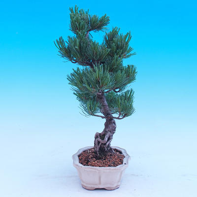 Venkovní bonsai -Borovice  drobnokvětá - Pinus parviflora glauca - 2