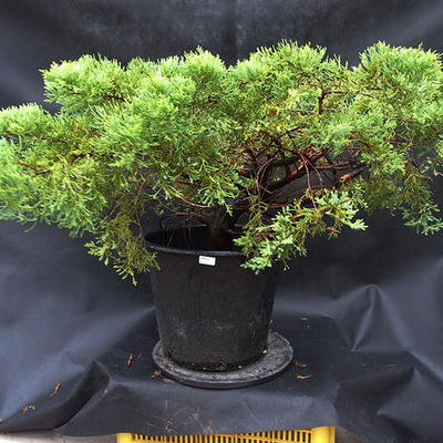 Jalovec - Juniperus sabina NO-23 - 2
