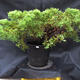Jalovec - Juniperus sabina NO-23 - 2/7