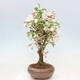 Venkovní bonsai -Malus halliana - Maloplodá jabloň - 2/7