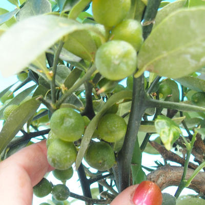 Pokojová bonsai-Citrus aurantium var myrtifolia-Pomerančovník divoký - 2