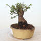 Venkovní bonsai - Ulmus parvifolia SAIGEN - Malolistý jilm - 2/6