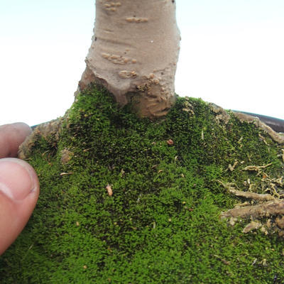 Venkovní bonsai - ptačí zob Ligustrum - 2