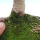 Venkovní bonsai - ptačí zob Ligustrum - 2/2
