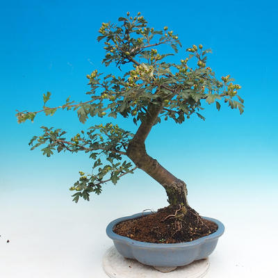 Venkovní bonsai - Hloh jednosemený - 2