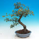 Venkovní bonsai - Hloh jednosemený - 2/3