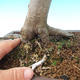 Venkovní bonsai-Fagus sylvatica - 2/2
