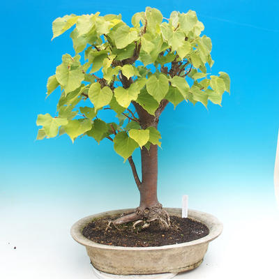 Venkovní bonsai - Lípa srdčitá - 2