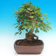 Venkovní bonsai -Javor babyka - Acer campestre - 2/4