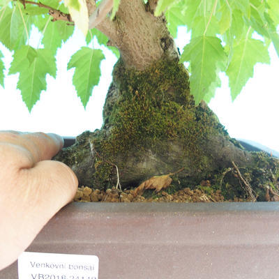 Venkovní bonsai - Acer ginala - Javor ohnivý - 2