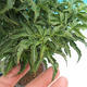 Vonkajší bonsai -Javor dlaňovitolistý Acer palmatum Shishigashira - 2/3