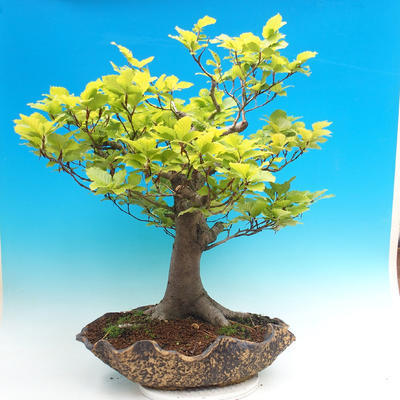 Venkovní bonsai-Fagus sylvatica - 2