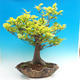 Venkovní bonsai-Fagus sylvatica - 2/3