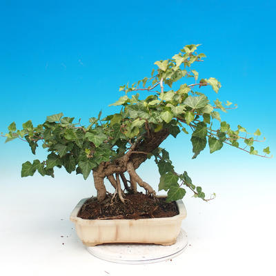 Venkovní bonsai- Hedera - Břečťan - 2