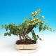 Venkovní bonsai- Hedera - Břečťan - 2/2