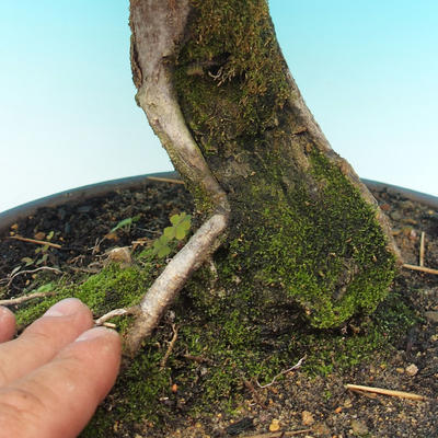 Venkovní bonsai -Habr obecný - 2