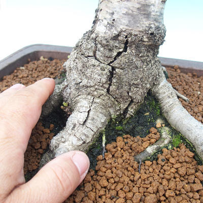 Venkovní bonsai - Bříza bělokorá - betula - 2