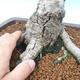 Venkovní bonsai - Bříza bělokorá - betula - 2/2