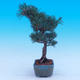 Venkovní bonsai -Borovice  drobnokvětá - Pinus parviflora glauca - 2/7
