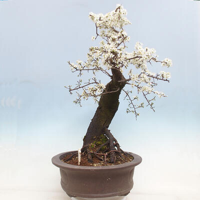 Venkovní bonsai - Prunus spinosa - trnka - 2
