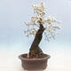 Venkovní bonsai - Prunus spinosa - trnka - 2/6