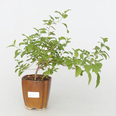 Pokojová bonsai - Hořcový stromek-Solanum rantonnetii - 2