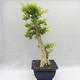 Pokojová bonsai - Duranta erecta Aurea - 2/5