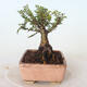 Vonkajšie bonsai - Ulmus parvifolia SAIGEN - malolistá brest - 2/7