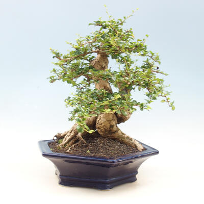 Pokojová bonsai - Carmona macrophylla - čaj fuki - 2