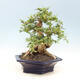 Pokojová bonsai - Carmona macrophylla - čaj fuki - 2/6