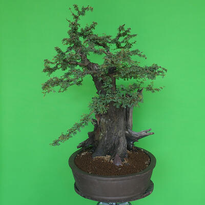 Pokojová bonsai - Akacia Arabica - 2