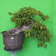 Izbová bonsai - Bouganwilea - 2/6