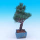 Venkovní bonsai -Borovice  drobnokvětá - Pinus parviflora glauca - 2/6