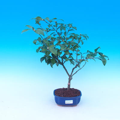 Pokojová bonsai-Camellia euphlebia-Kamélie - 2