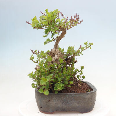 Venkovní bonsai - Syringa Meyeri Palibin - Šeřík Meyerův - 2
