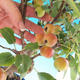 Venkovní bonsai -Malus halliana - Maloplodá jabloň - 2/4