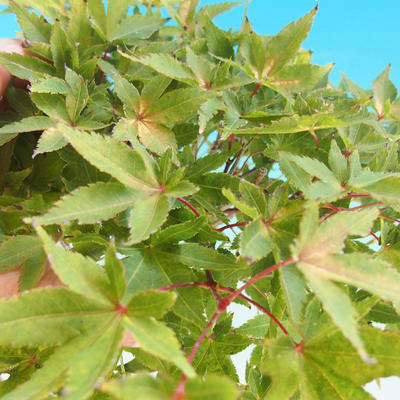 Venkovní bonsai-Acer palmatum Aureum - Javor dlanitolistý zlatý - 2