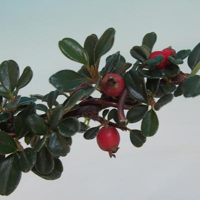 Venkovní bonsai-Cotoneaster microcarpa var.thymifolius-Skalník - 2