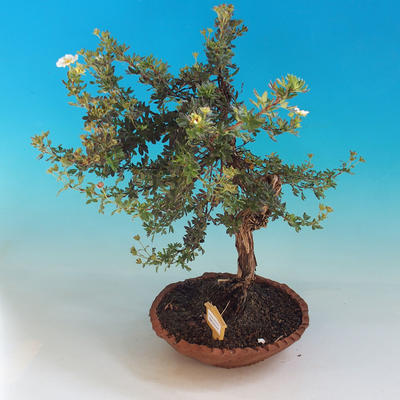 Venkovní bonsai-Mochna křovitá - Dasiphora fruticosa bílá - 2