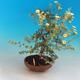 Venkovní bonsai-Mochna křovitá - Dasiphora fruticosa žlutá - 2/5