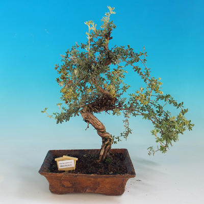 Venkovní bonsai-Mochna křovitá - Dasiphora fruticosa žlutá - 2