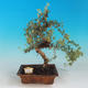 Venkovní bonsai-Mochna křovitá - Dasiphora fruticosa žlutá - 2/5