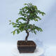 Venkovní bonsai - Carpinus CARPINOIDES - Habr korejský - 2/4
