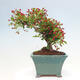 Venkovní bonsai - Malus sargentii -  Maloplodá jabloň - 2/6
