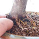 Venkovní bonsai - Acer palm. Atropurpureum-Javor dlanitolistý červený - 2/5