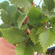Venkovní bonsai-Ulmus Glabra-Jílm tuhý - 2/2