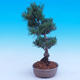 Venkovní bonsai -Borovice  drobnokvětá - Pinus parviflora glauca - 2/6