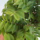 Venkovní bonsai-Ulmus Elegantissima Jack. Hillier-Jílm elegantí - 2/2